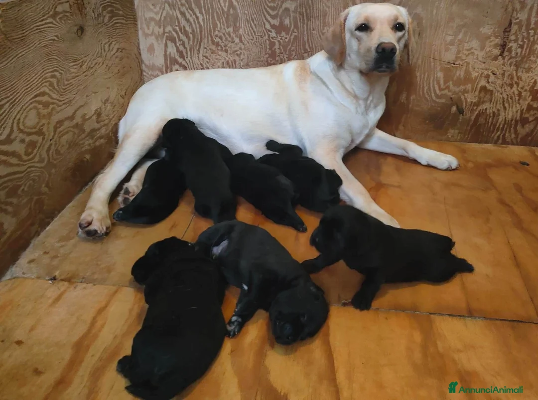 Labrador cani in vendita: Labrador Retriever_cucioli neri - Annuncio 18