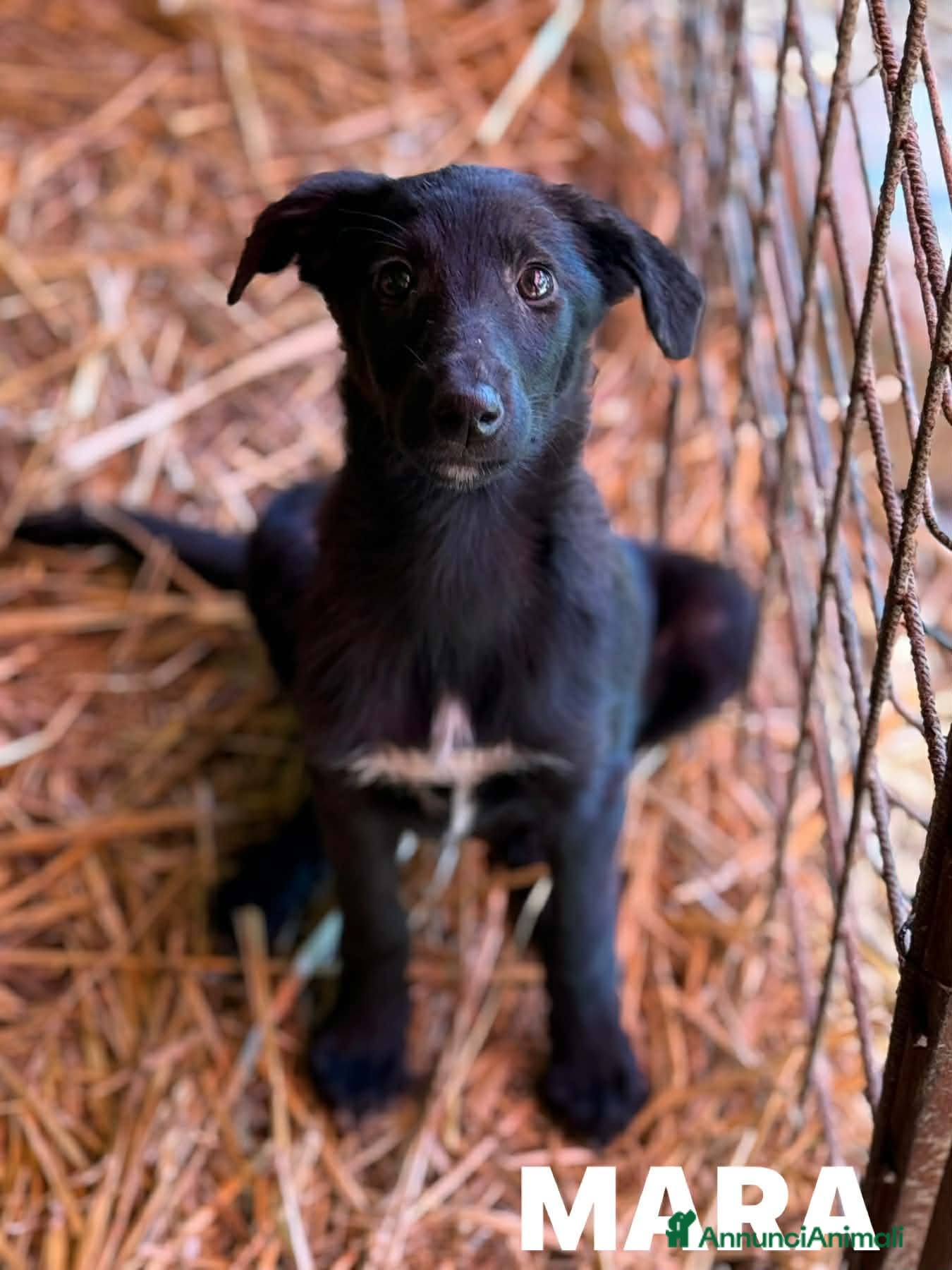 Meticcio cani MARA cerca coccole! Cucciola TG PICCOLA. - Annuncio 31