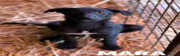 Meticcio cani in regalo: MARA cerca coccole! Cucciola TG PICCOLA. - Annuncio 1