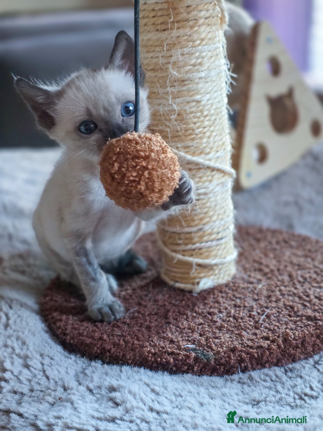 Bengala gatti in vendita: Cucciolo gatto bengala  - Annuncio 19