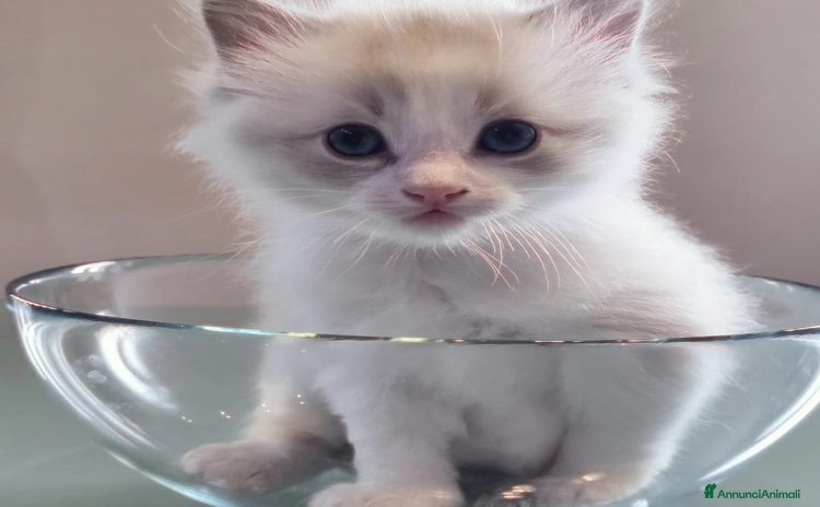 Ragdoll gatti a Città metropolitana di Milano - Annuncio 9