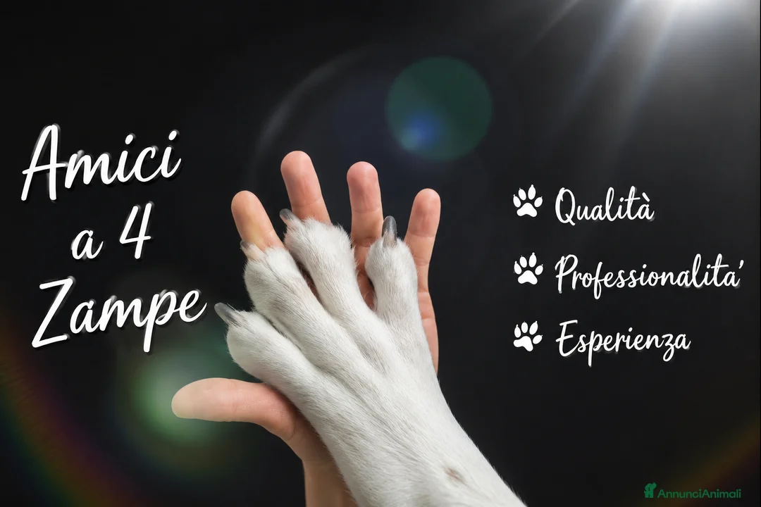 Spitz cani in vendita: SPITZ TEDESCO PICCOLO coccoline batuffoline - Annuncio 2