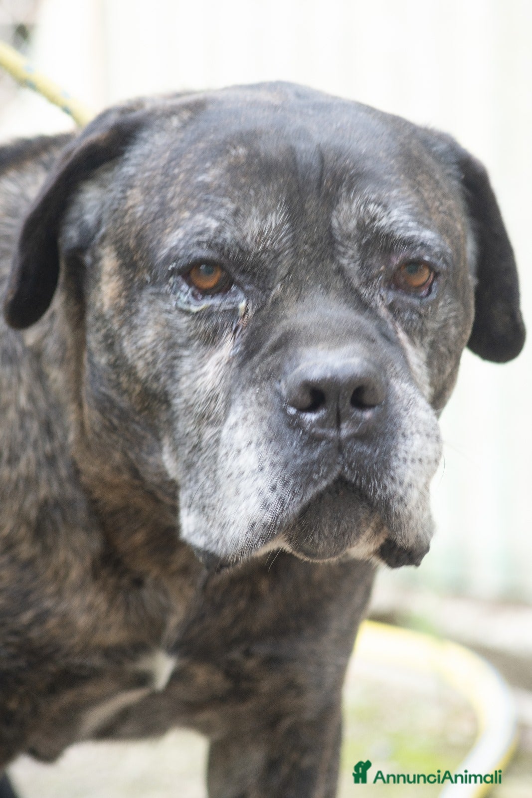 Cane Corso cani MAMBO SEI VECCHIO NON SERVI PIU' - Annuncio 1