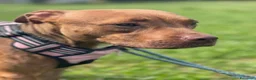 Meticcio cani in regalo: ALMA BELLISSIMA PIT - Annuncio 12