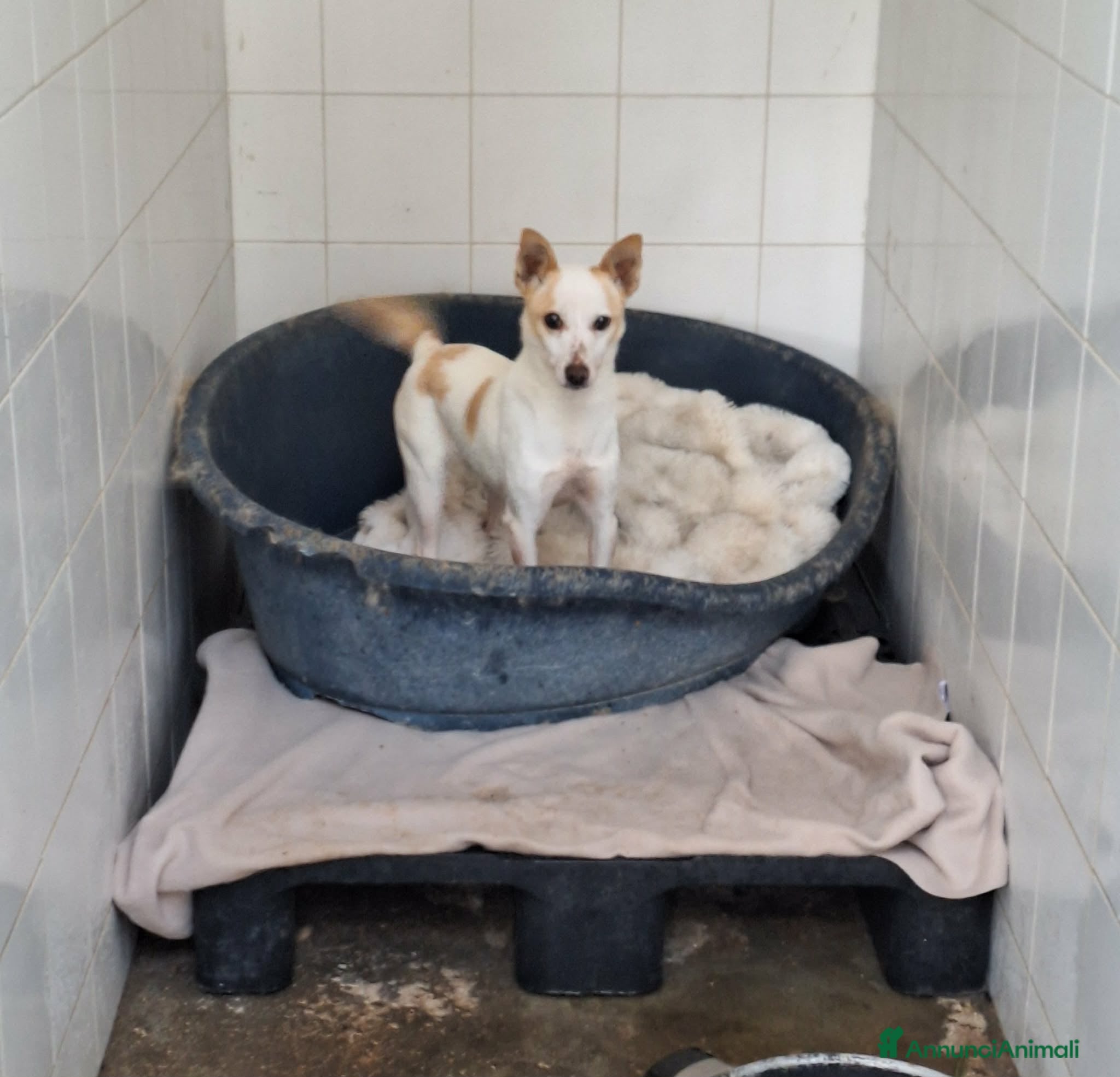 Meticcio cani Dolce piccola Priscilla aspetta una dolce famiglia - Annuncio 15