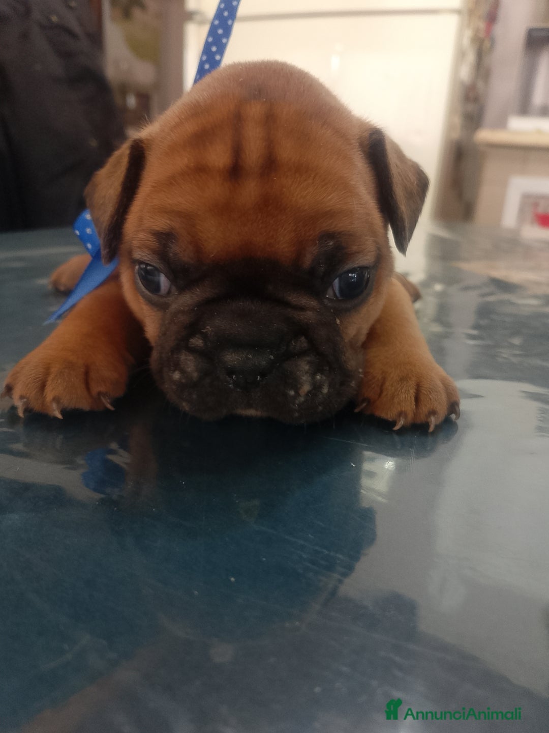 Bulldog Francese cani in vendita: Bulldog francese  - Annuncio 8