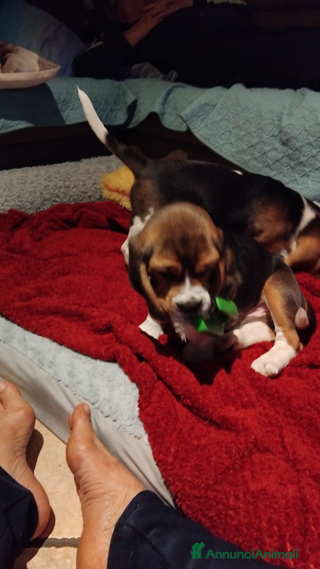 Beagle cani in vendita: Meravigliosa cucciolata Beagle - Annuncio 4