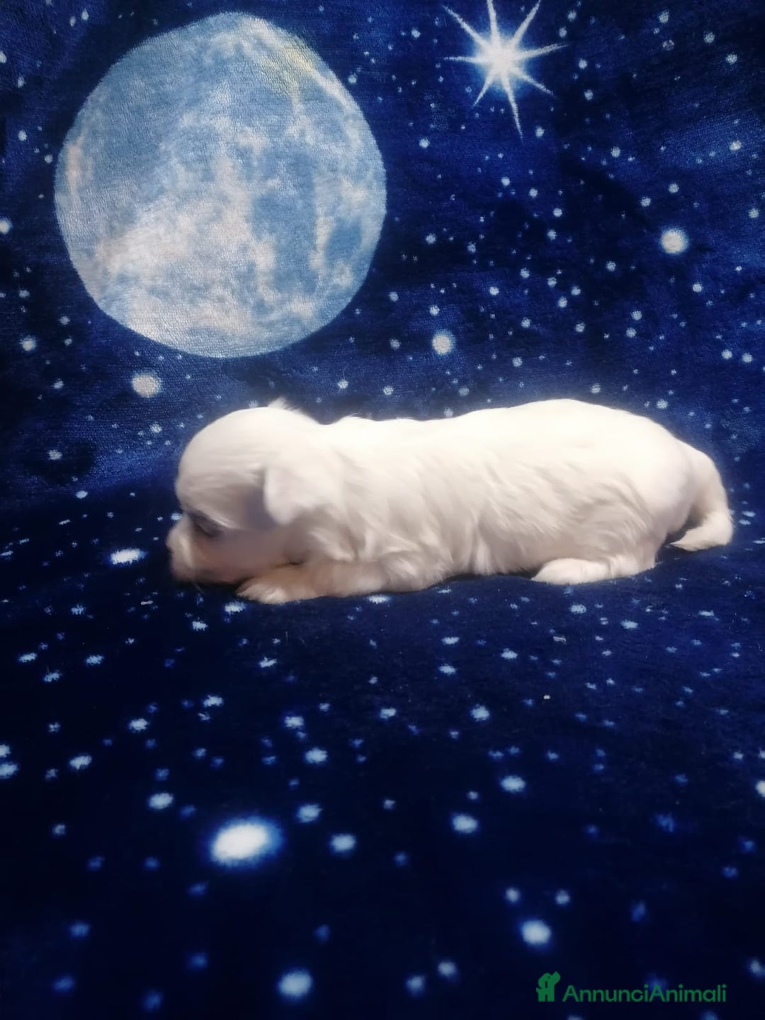 Maltese cani in vendita: Maltese cuccioli - Annuncio 8