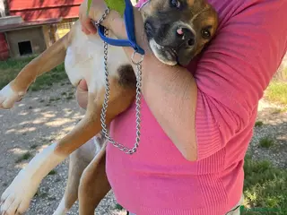 Pitbull cani IL FANTASTICO CHOCO - Annuncio 1