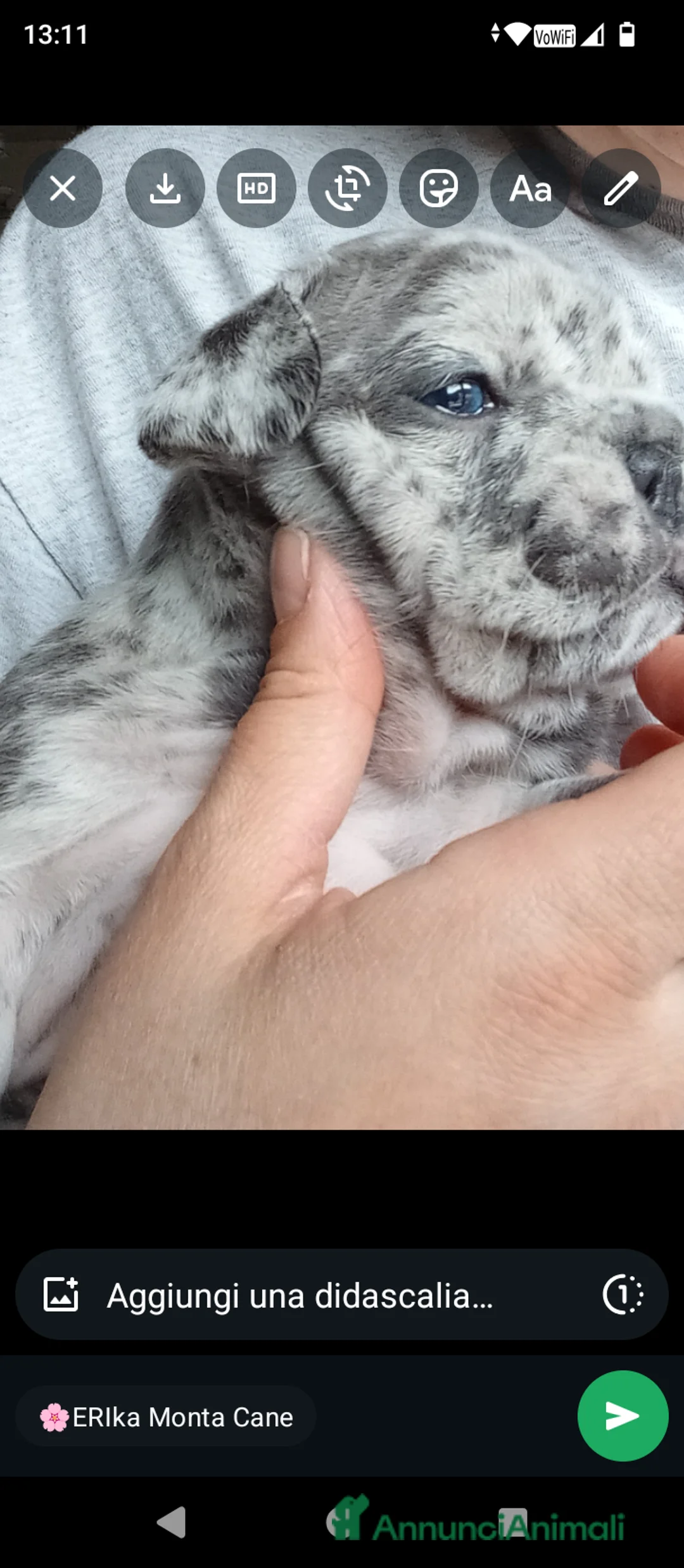 Bulldog Francese cani in vendita: Cucciolata di 5 meravigliosi bulldog francese - Annuncio 2