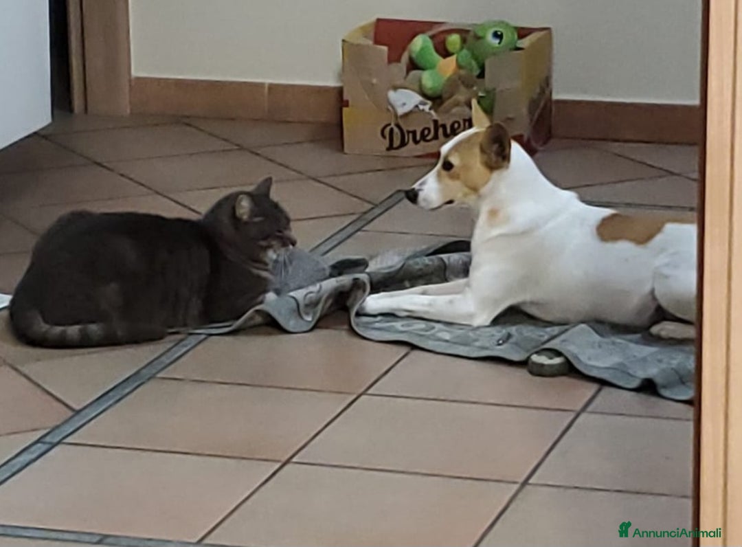 Meticcio cani in regalo: PICCOLA LILLY - Annuncio 4