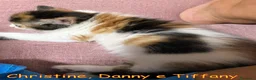 Europeo gatti in regalo: CHRISTIN,  DANNY  E TIFFANY GATTINI PELO LUNGO - Annuncio 8