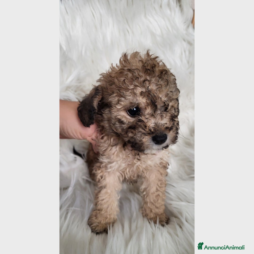 Barboncino cani in vendita: Cuccioli di Barboncino - Annuncio 3