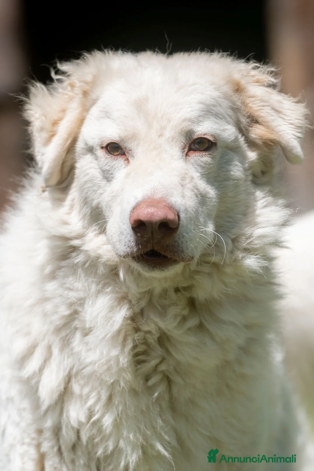 Meticcio cani in regalo: FULVIO STA PERDENDO LE SPERANZE, IN ADOZIONE - Annuncio 1