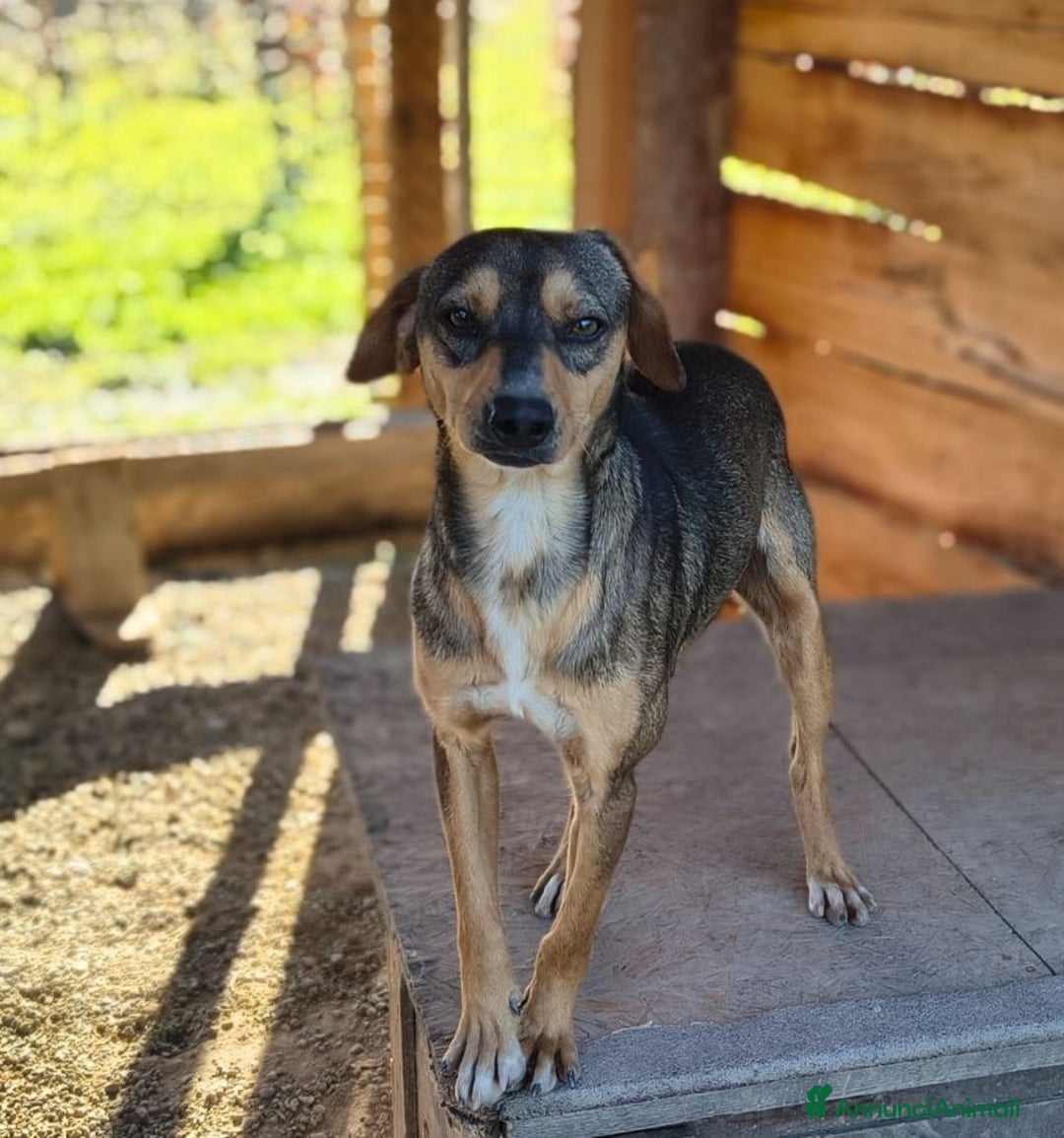 Meticcio cani in regalo: Jackson - Annuncio 4