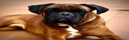 Boxer cani in vendita: 5 maschi fulvi - Annuncio 11