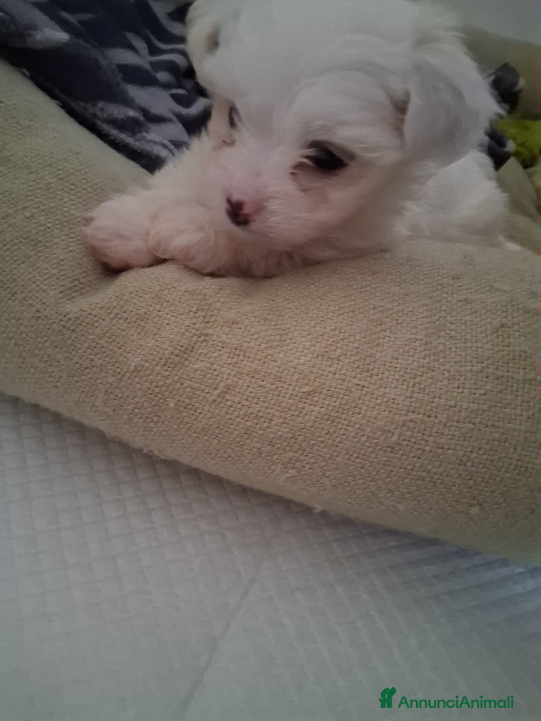 Maltese cani in vendita: Cucciole Maltese  - Annuncio 7