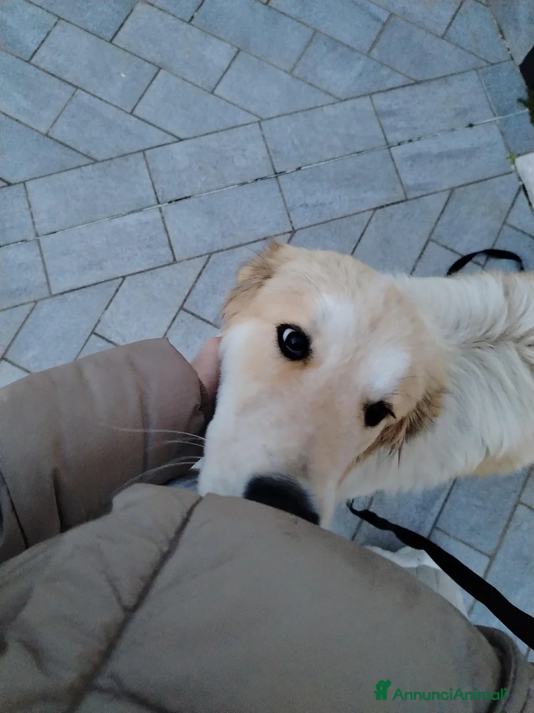 Meticcio cani in regalo: BUDDY - Annuncio 5