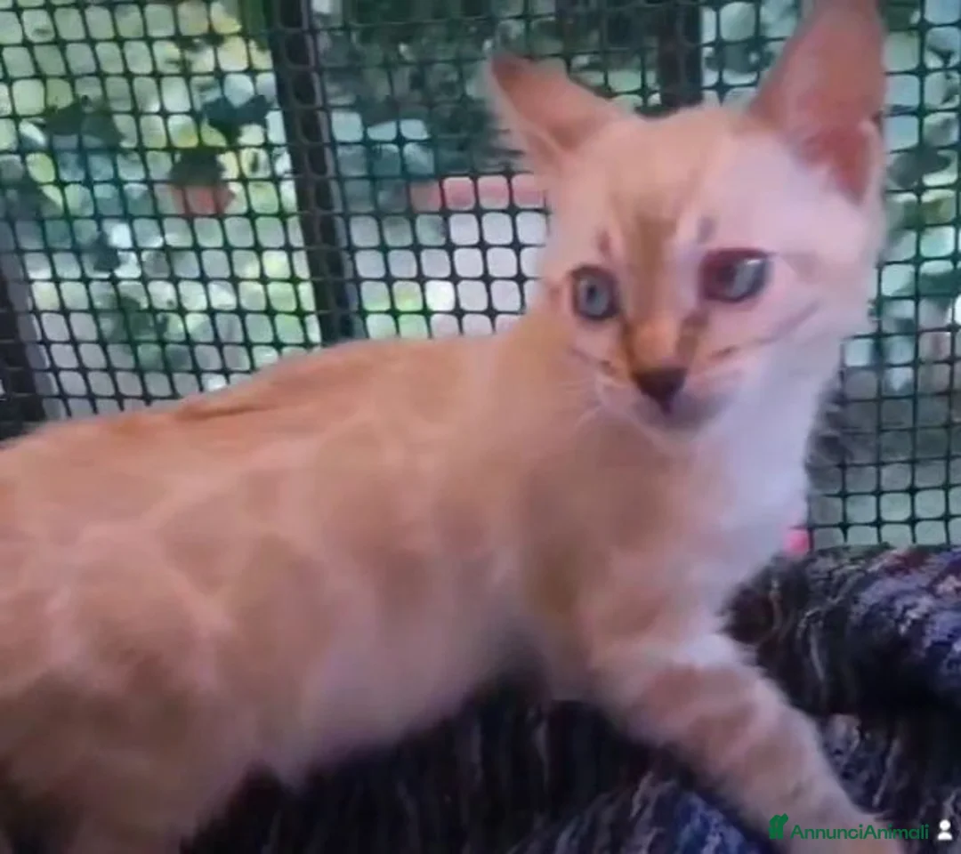 Bengala gatti in vendita: Meravigliosa gattina Bengala snow Lynx  - Annuncio 1