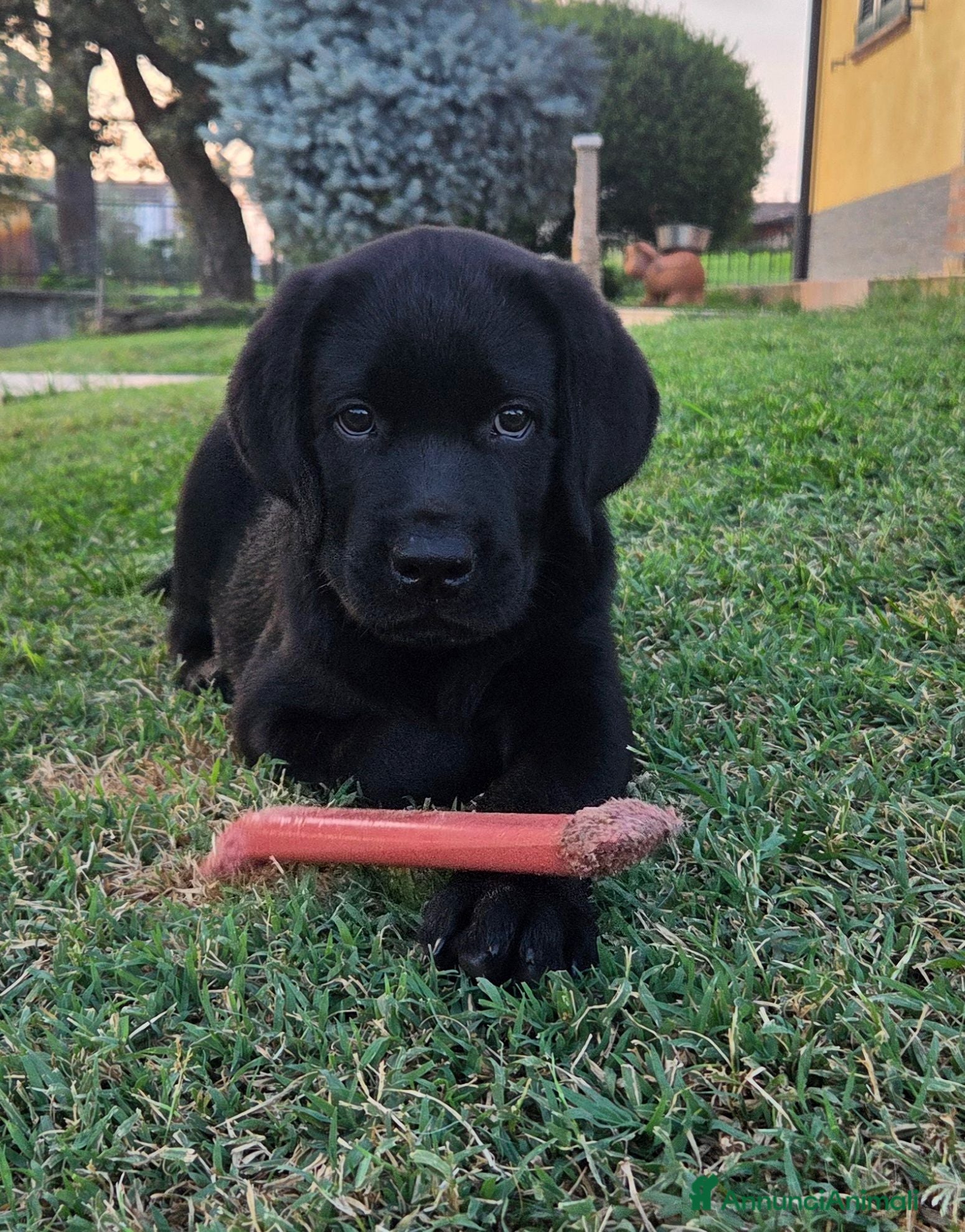 Labrador cani Cucciolo Labrador con pedegree - Annuncio 5