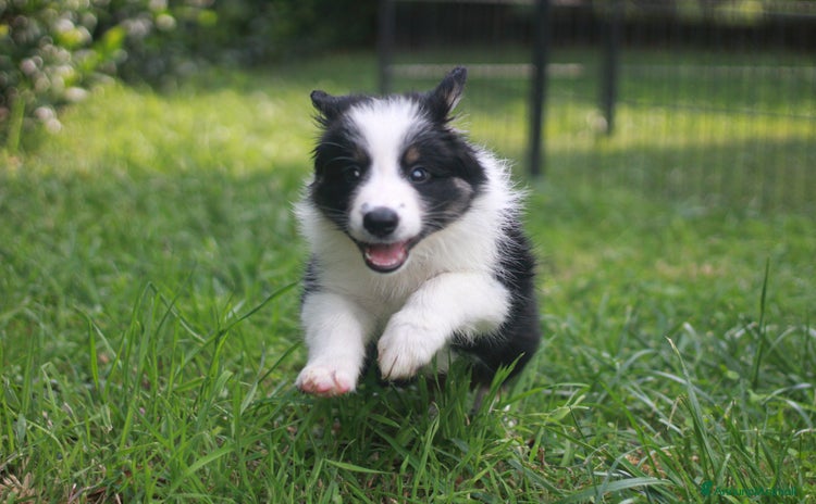 Border Collie cani a Provincia di Bergamo - Annuncio 1