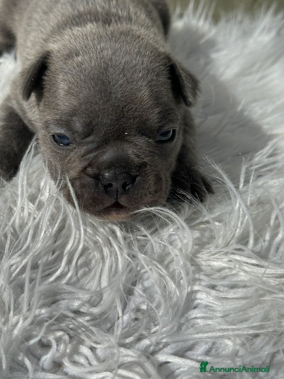 Bulldog Francese cani Bulldog francesi blu merle - Annuncio 4