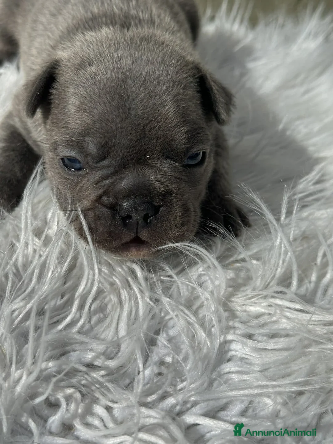 Bulldog Francese cani in vendita: Bulldog francesi blu merle - Annuncio 1