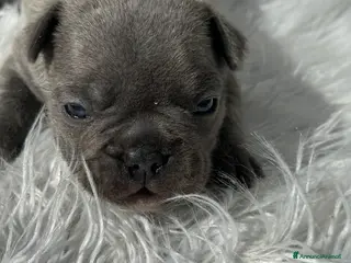 Bulldog Francese cani Bulldog francesi blu merle - Annuncio 4