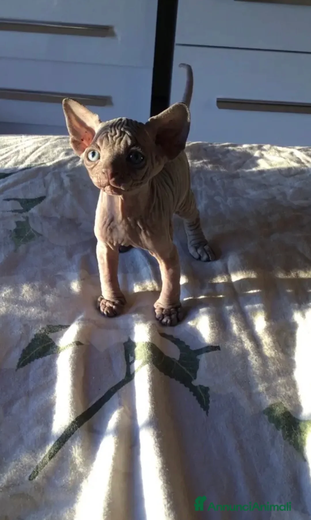 Sphynx gatti in vendita: Cuccioli di canadian sphynx con pedigree - Annuncio 3