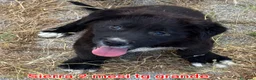 Meticcio cani in regalo: TROPPI CUCCIOLI SOLI IN RIFUGIO  a Provincia di Verona - Annuncio 7