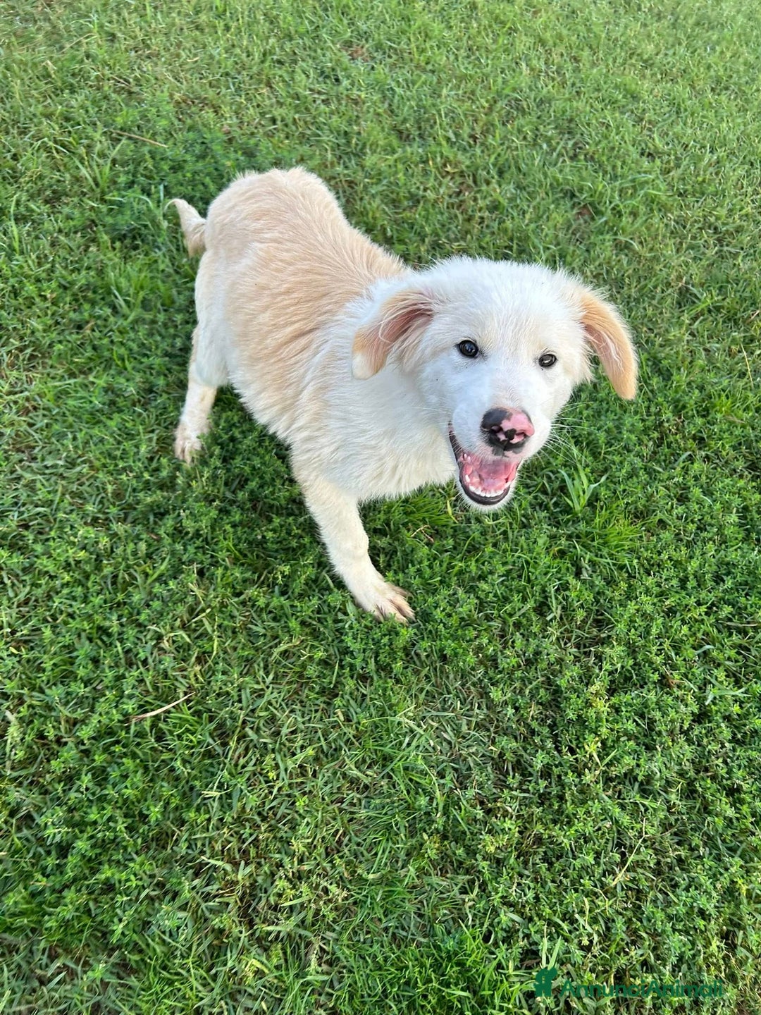 Pastore Maremmano cani in regalo: Cesare, cucciolo dal nasino maculato - Annuncio 8