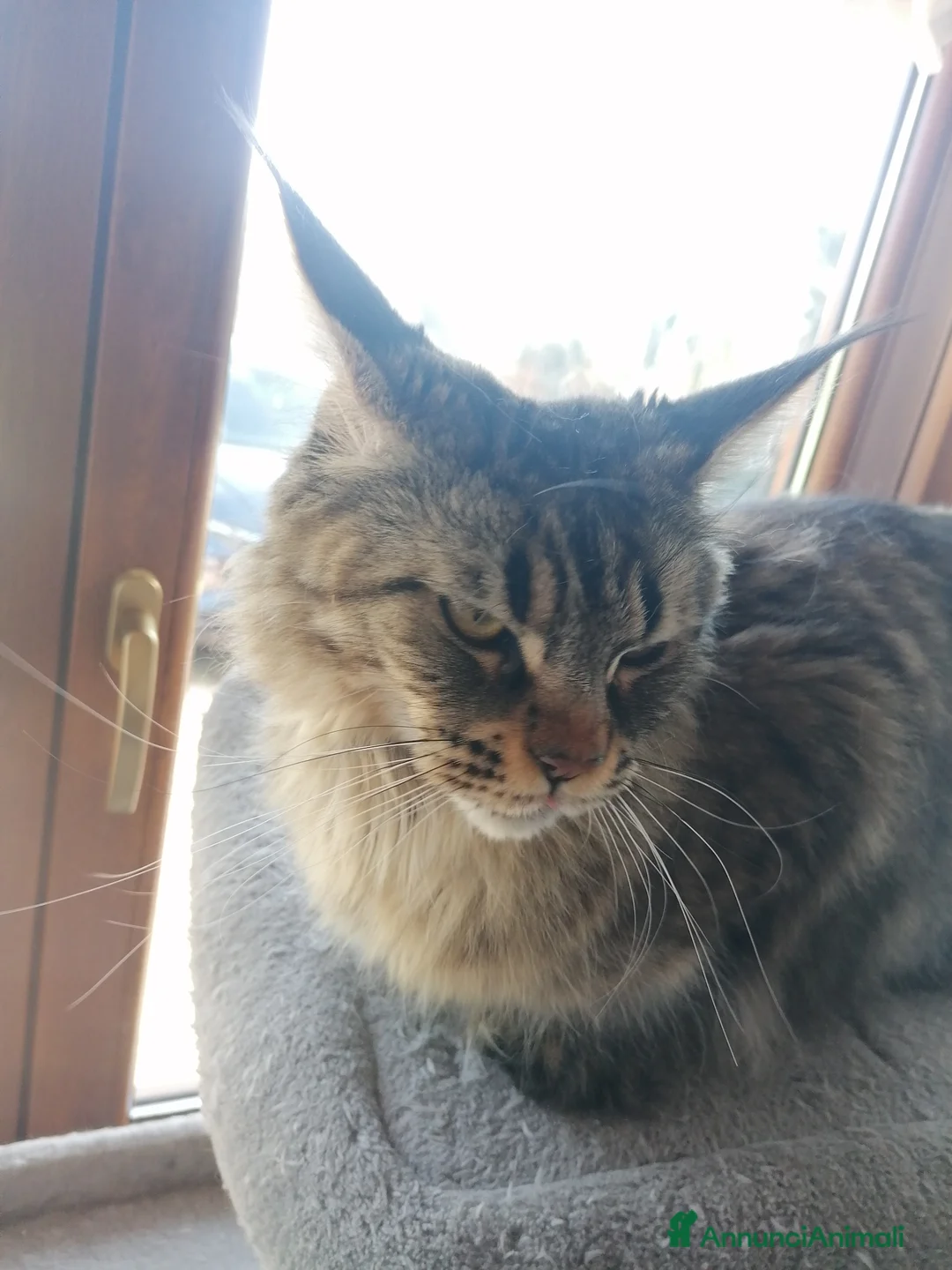 Maine Coon gatti in vendita: cuccioli Maine Coon - Annuncio 2