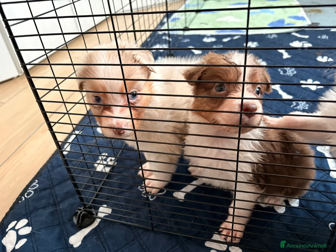 Australian Shepherd cani in vendita: Ultimo cucciolo - Annuncio 2