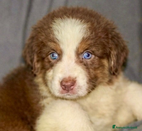 Australian Shepherd cani Pastore australiano Australian Shepherd cuccioli - Annuncio 2