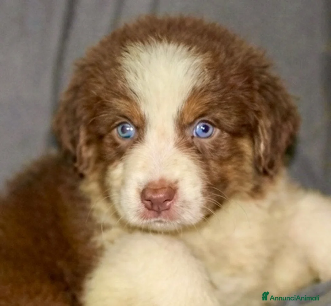 Australian Shepherd cani in vendita: Pastore australiano Australian Shepherd cuccioli - Annuncio 1