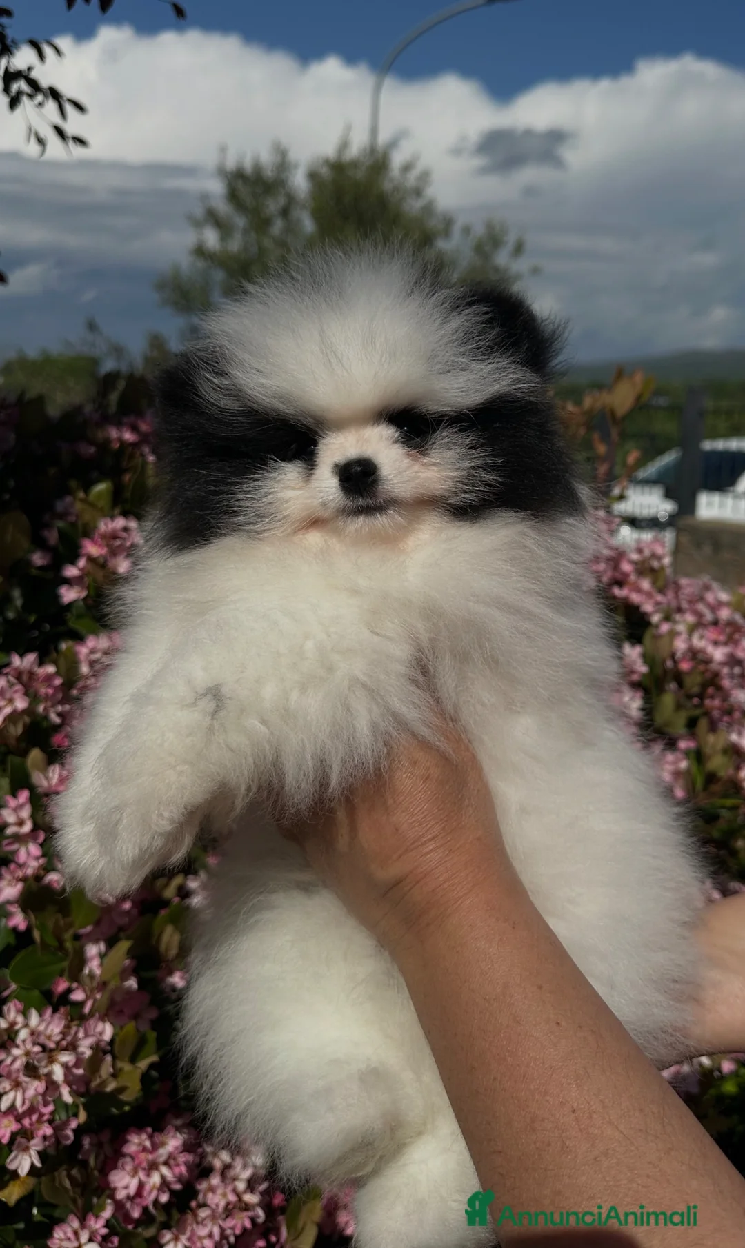 Volpino Pomerania cani in vendita: Volpino di Pomerania  - Annuncio 2