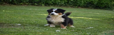 Australian Shepherd 3