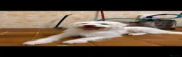 Meticcio cani in regalo: TRADITO DA CHI AMAVA! 2 ANNI  a Provincia di Ferrara - Annuncio 1