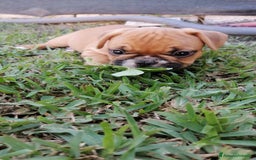 Bulldog Francese cani in vendita: Bulldog Francese  - Immagine 4