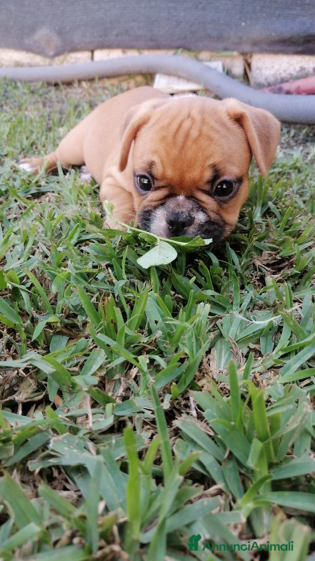 Bulldog Francese cani in vendita: Bulldog Francese  - Immagine 4