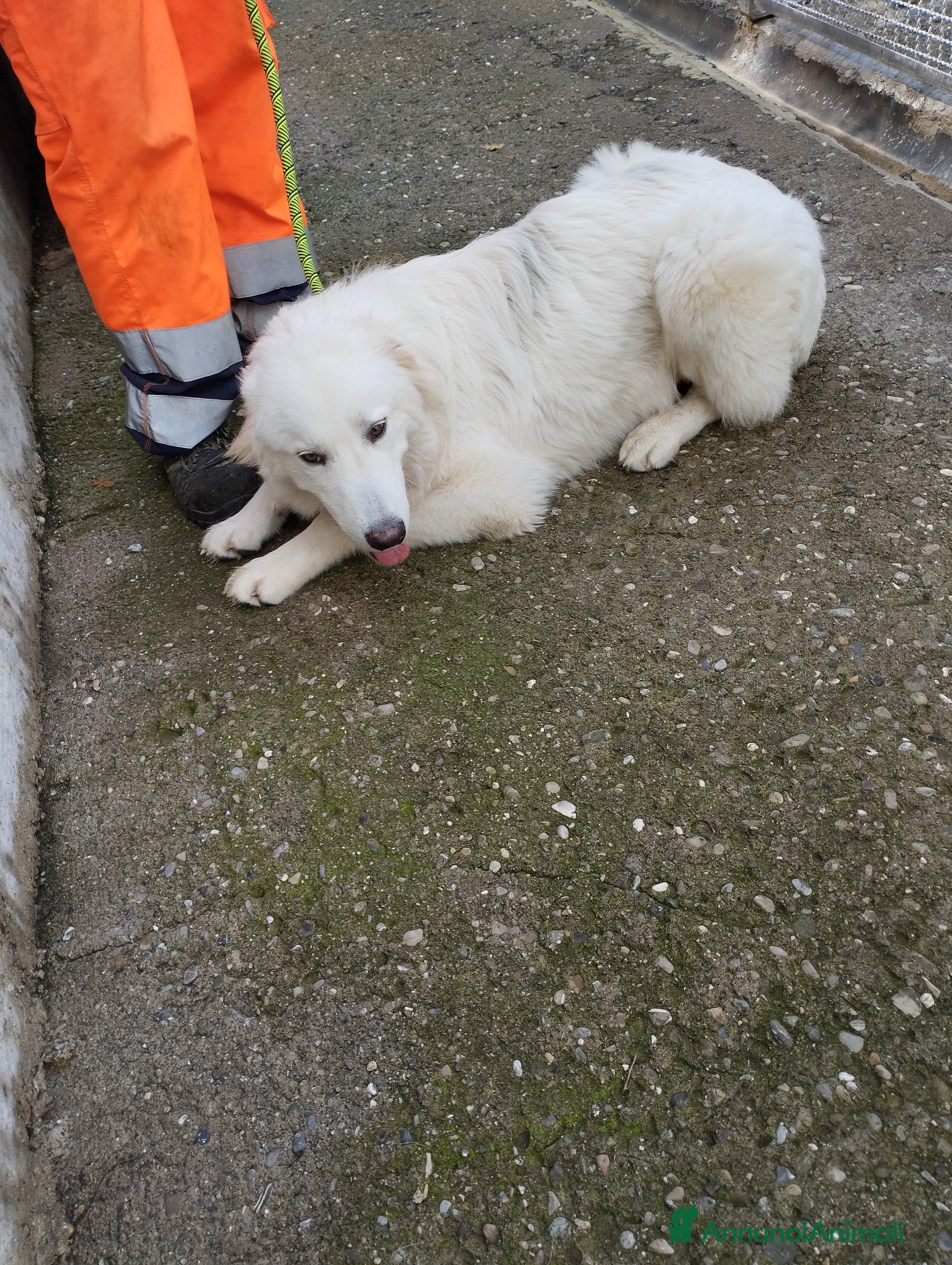Pastore Maremmano cani Meraviglioso White! a Provincia di Viterbo - Annuncio 2