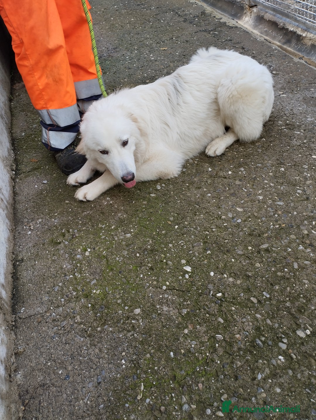 Pastore Maremmano cani in regalo: Meraviglioso White! a Provincia di Viterbo - Annuncio 2