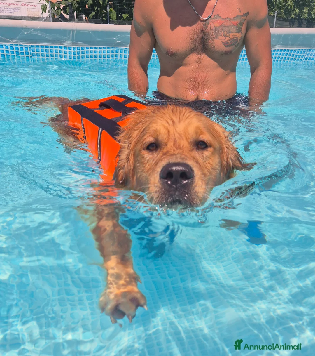 Golden Retriever cani per accoppiamento: Aron cerca fidanzatina - Annuncio 8