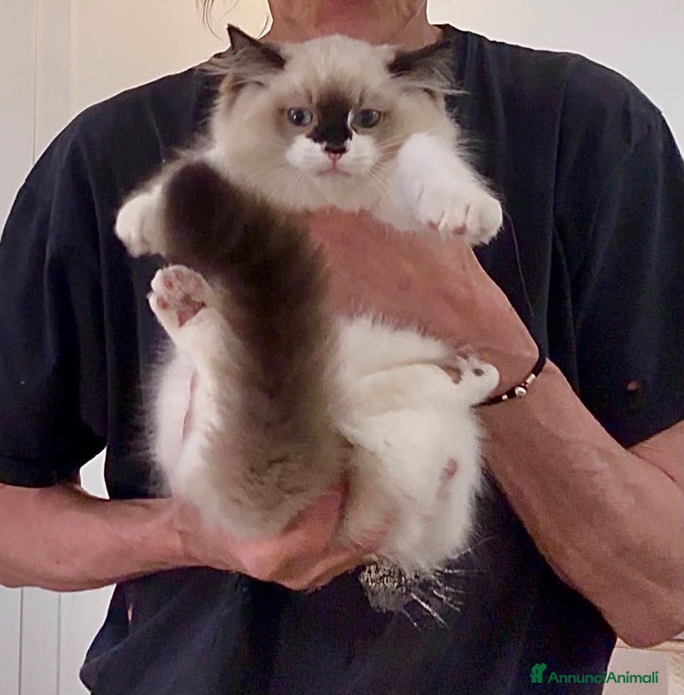 Ragdoll gatti Super maschietto dal look “orsacchiotto”, pedigree - Annuncio 2