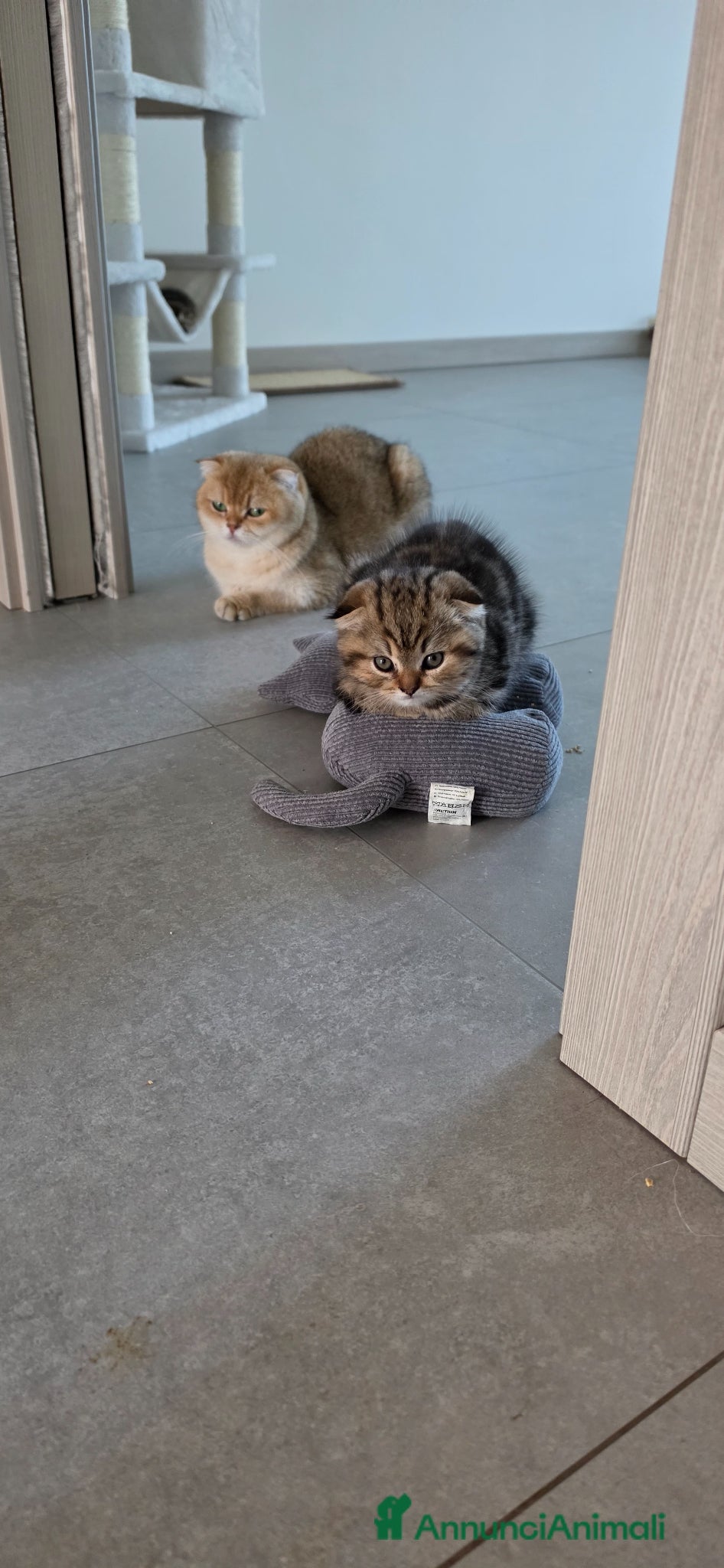 Scottish gatti Maschio scottish fold - Annuncio 1
