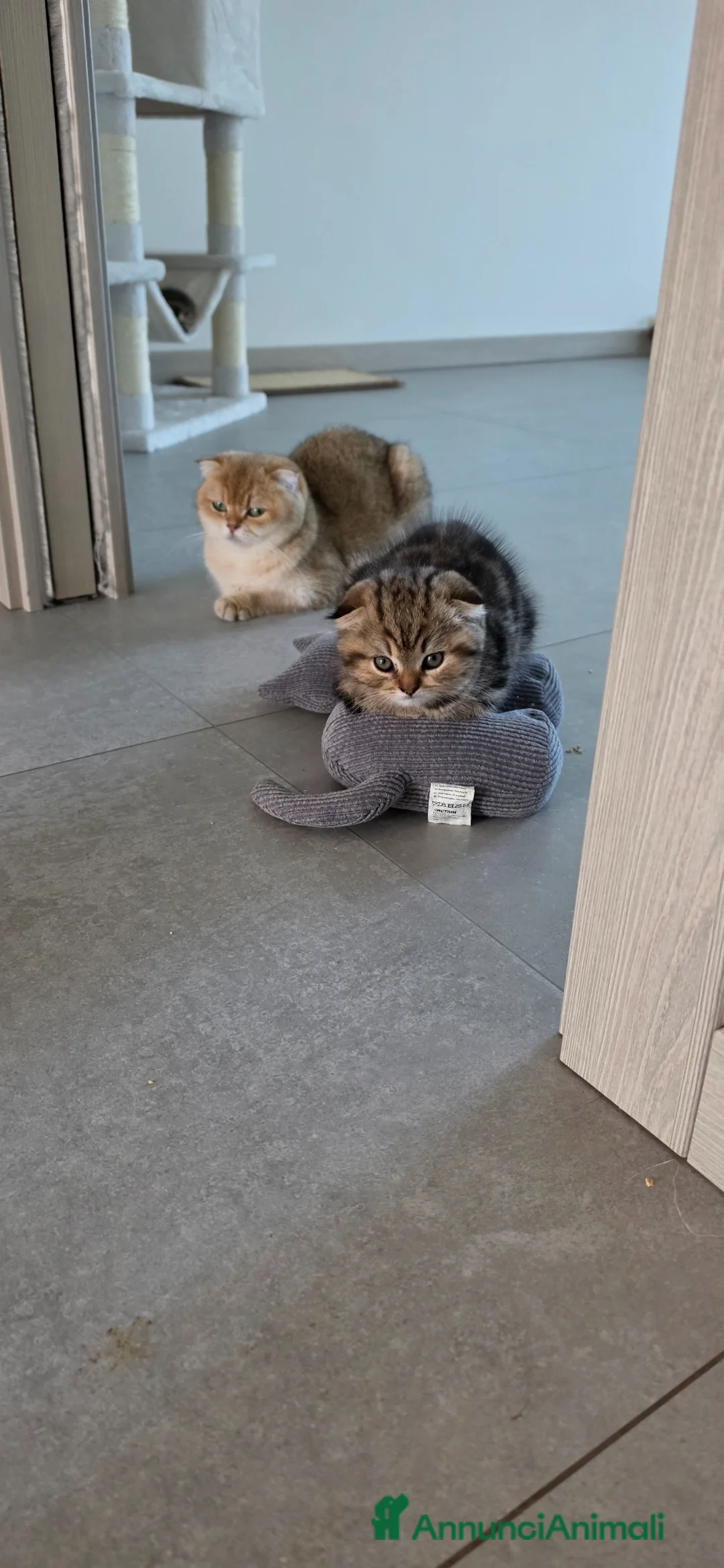 Scottish gatti in vendita: Maschio scottish fold - Annuncio 1