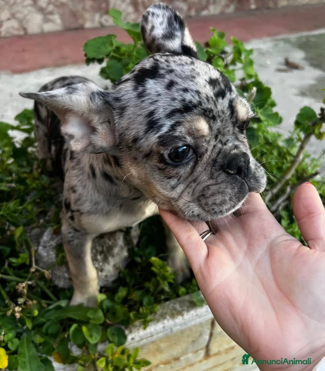 Bulldog Francese cani in vendita: Bulldog francese - Annuncio 1