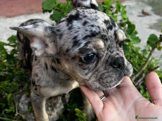 Bulldog Francese cani Bulldog francese - Annuncio 34