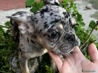 Bulldog Francese cani Bulldog francese - Annuncio 5
