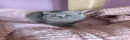 British gatti in vendita: British blu - Annuncio 5
